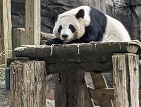 亚特兰大动物园的最后4只熊猫将启程前往中国